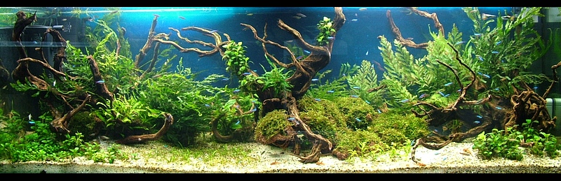 ../forum/attachments/1coa567.jpg