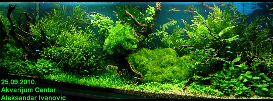 ../forum/attachments/coa567lit.jpg